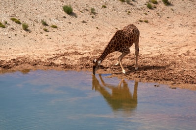 The giraffe in the lake water during the day
